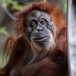 Puppe, Sumatran Orangutan