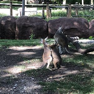Joey and Wallaby Play Fighting