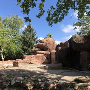 How the Takin Got Up There