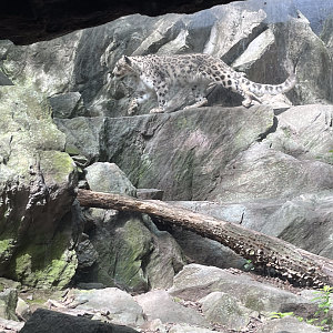 Snow leopard