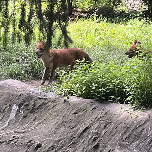 Dholes