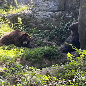 Brown bears