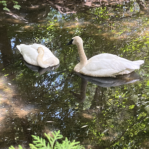 Trumpeter swans