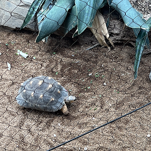 Radiated tortoise