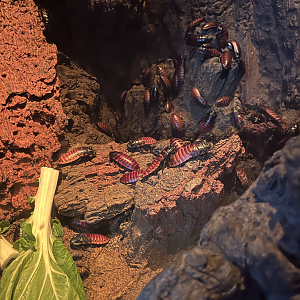 Madagascar hissing cockroaches