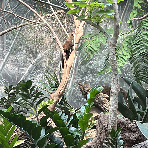 Ring-tailed vontsiras