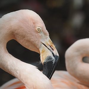 Chilean Flamingo