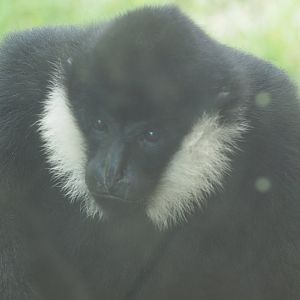 Northern White-Cheeked Gibbon