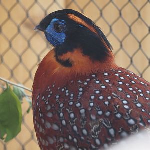 Temminck's Trogopan