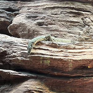 Kimberley rock monitor