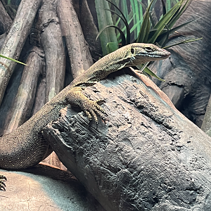 Mertens' water monitor