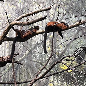 Red ruffed lemurs
