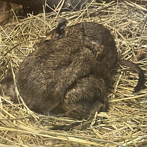Common degus