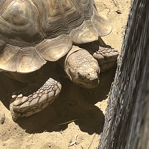 African spurred tortoise