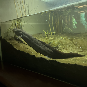 Spotted lungfish