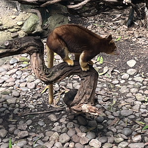 Matschie's tree kangaroo