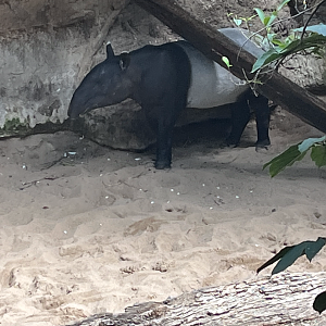 Malayan tapir