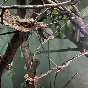 Giant Malayan stick insect