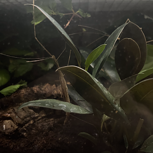 Pink-winged stick insect