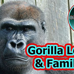 Gorilla Life at Twycross Zoo: Lopes' Growth and Family Antics