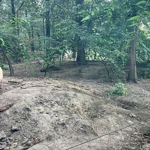 European brown bear enclosure-part 1