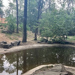 European brown bear enclosure-part 2