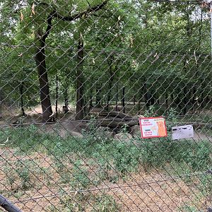 European wolf exhibit
