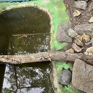 European pond turtle habitat