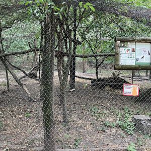 European wildcat cage