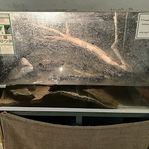 Dwarf crocodile youngling terrarium