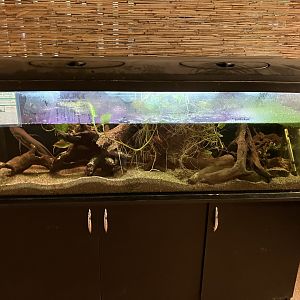 African lungfish aquarium