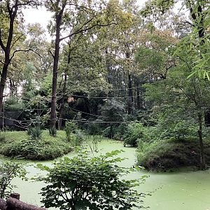 Red-cheeked gibbon islands