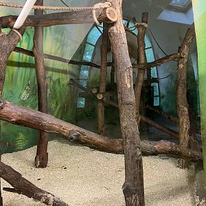 Red-cheeked gibbon indoors
