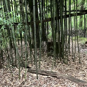 Indochinese clouded leopard exhibit