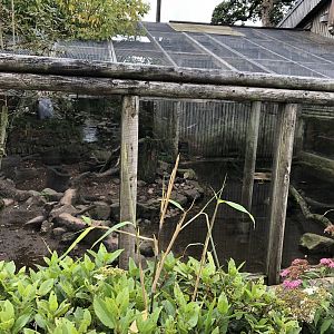 Asian Small-clawed Otter Enclosure at Peak Wildlife Park (August 2023)