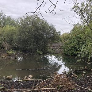 Visayan Warty Pig Enclosure at Peak Wildlife Park (August 2023)