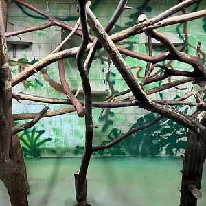 Callitrichinae indoor exhibit