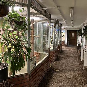 Callitrichinae indoors