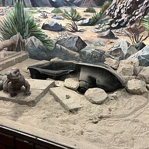 Hispaniolan rhino iguana exhibit
