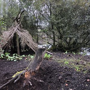 Visayan Warty Pig Enclosure at Peak Wildlife Park (August 2023)