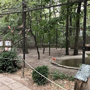 Scarlet ibis aviary