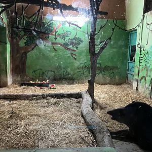 South American tapir indoors