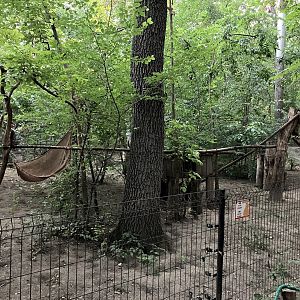 South American coati exhibit