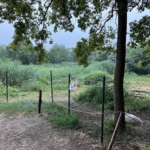 South American tapir exhibit