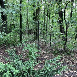 Southern cassowary exhibit