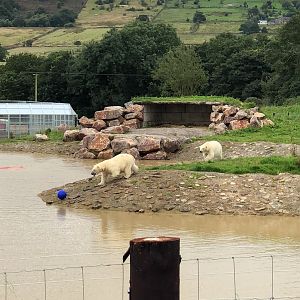 Polar Bear Enclosure at Peak Wildlife Park (August 2023)