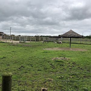 Maneless Zebra Enclosure at Peak Wildlife Park (August 2023)