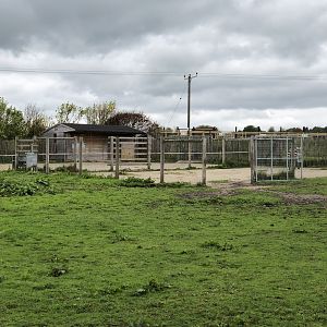 Maneless Zebra Enclosure at Peak Wildlife Park (August 2023)