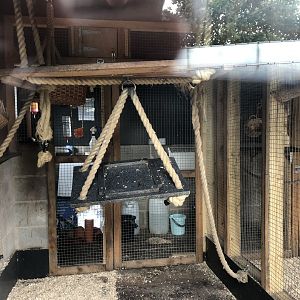 Indoor Lemur Enclosure at Peak Wildlife Park (August 2023)