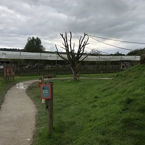 Lemur Walkthrough Enclosure at Peak Wildlife Park (August 2023)